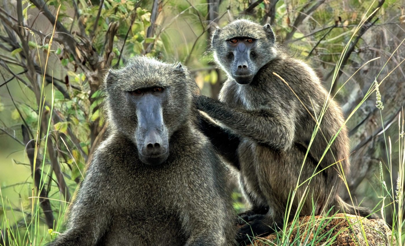 Baboons don't pass the 'self-aware' mirror test, yet many other land and sea animals do