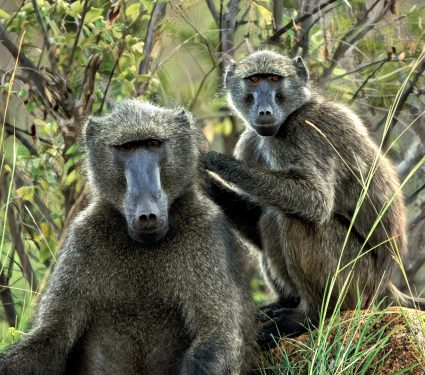 2025/02/Baboons-mirror.jpg