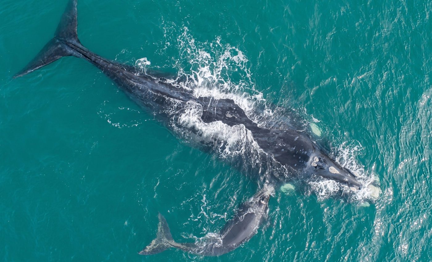 AI predicts whale movements to reduce deadly ship strikes