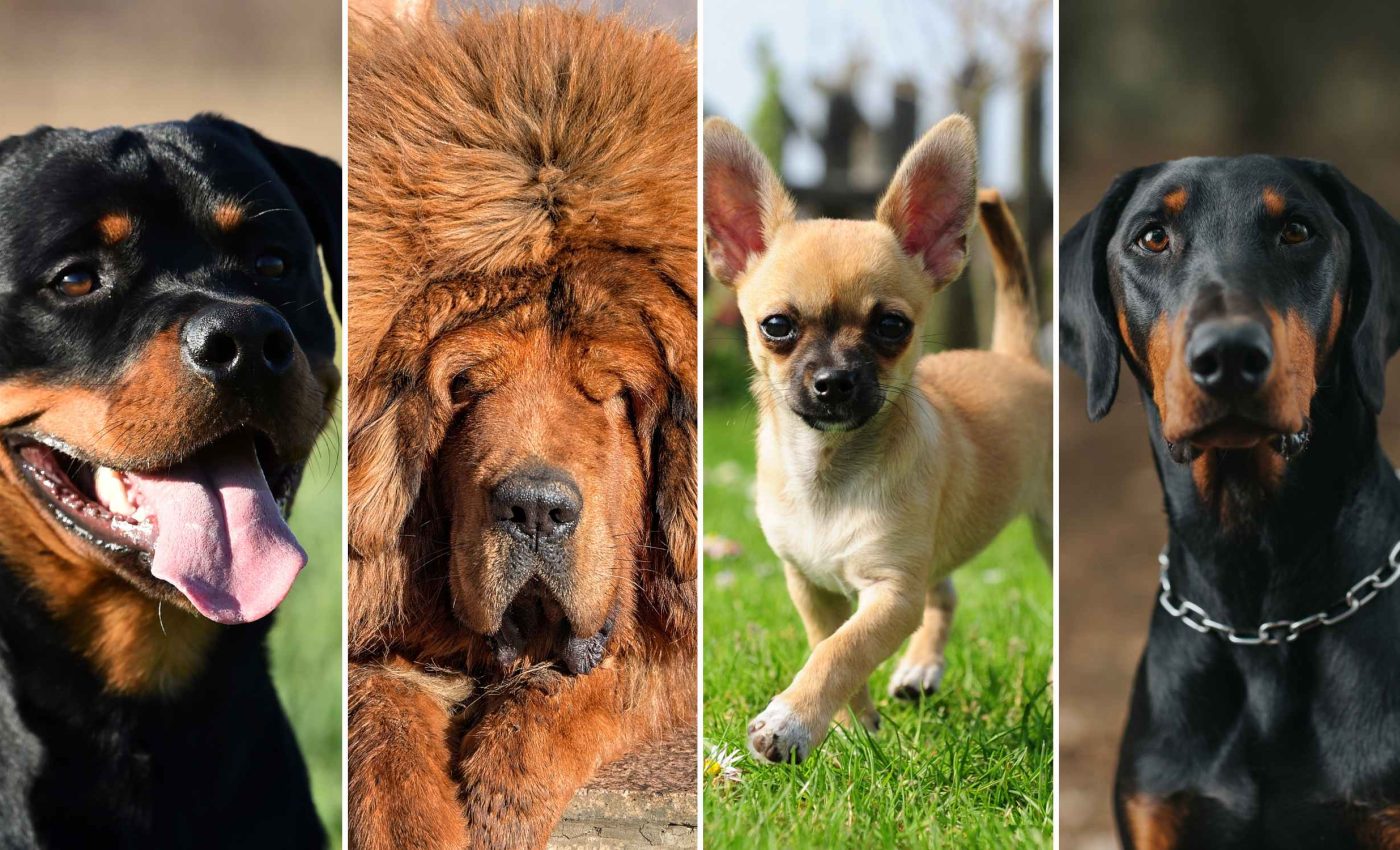The 10 best breeds of guard dog