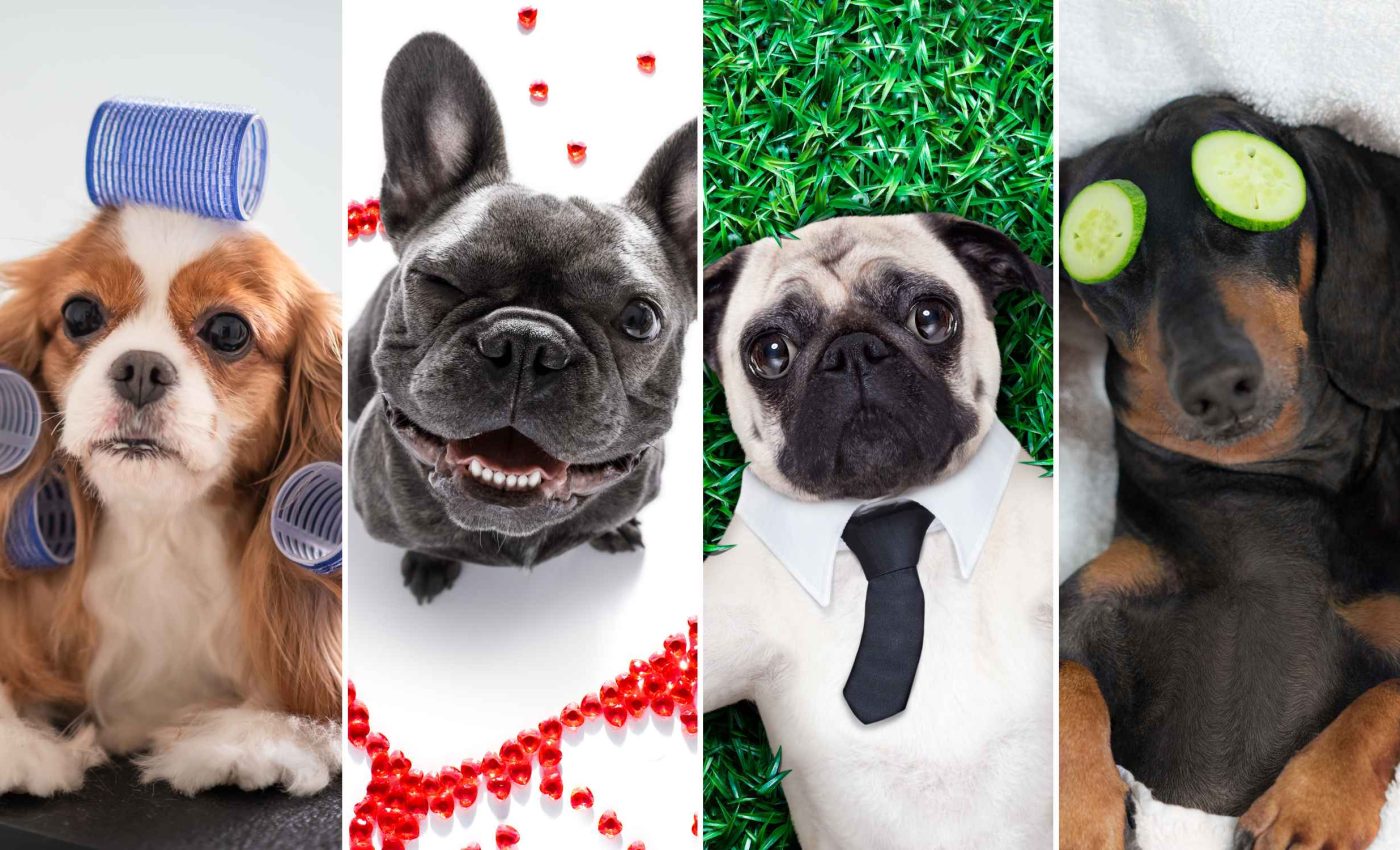 Most affectionate dog breeds that adore cuddles and hugs