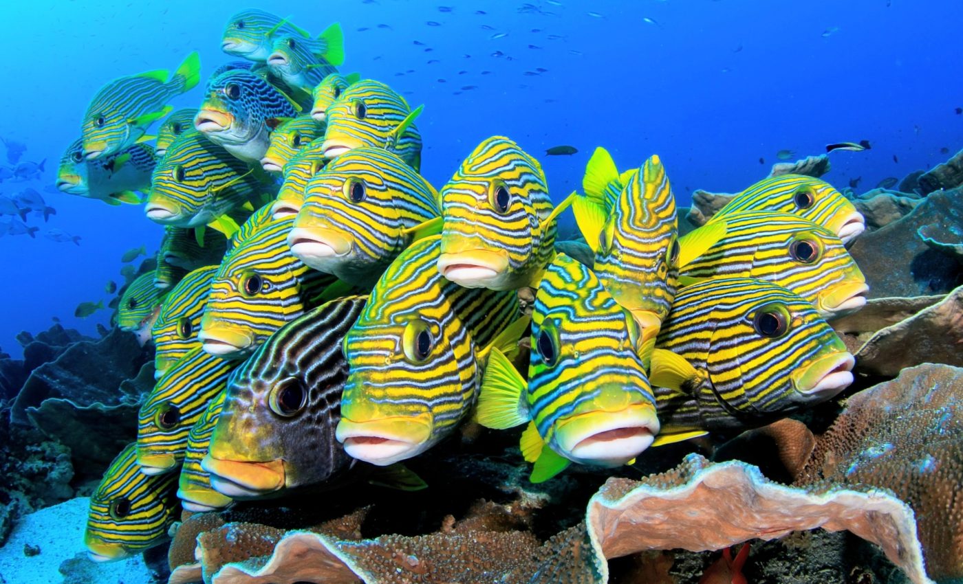 Fish eye tracking changes what we know about swarm behavior