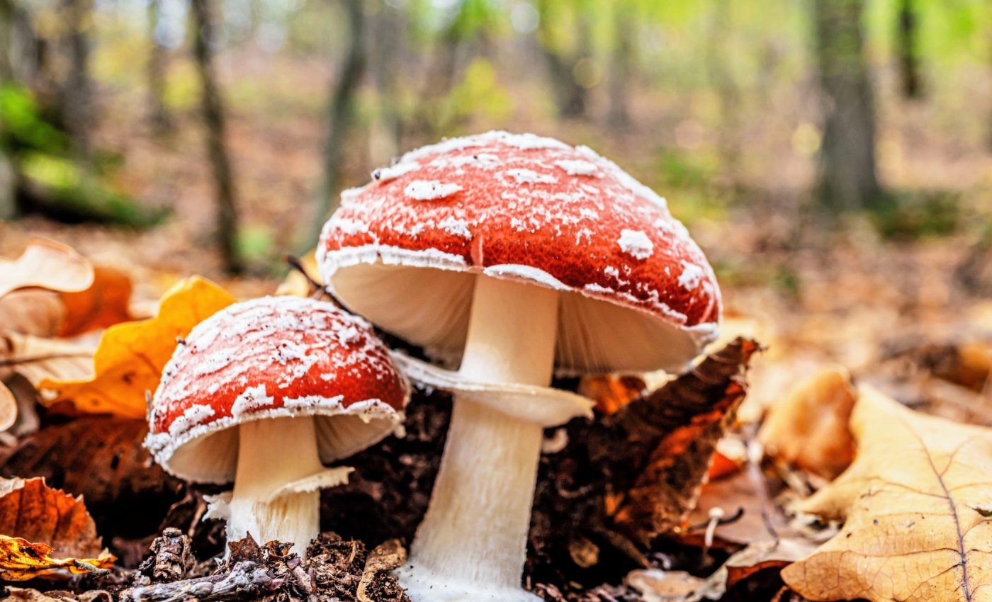 Why some places are prime targets for invasive species