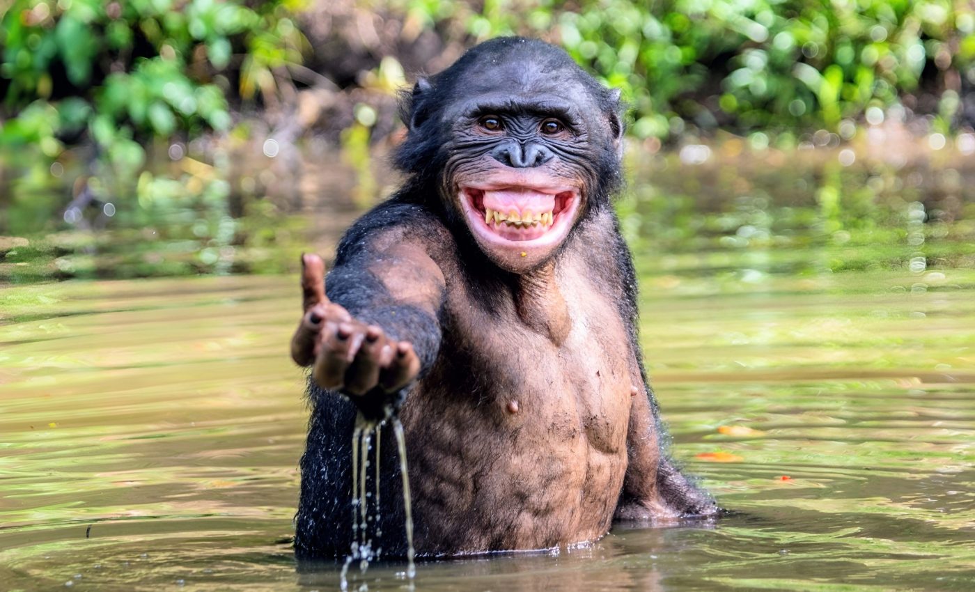 World Bonobo Day: A celebration of love, peace, and conservation