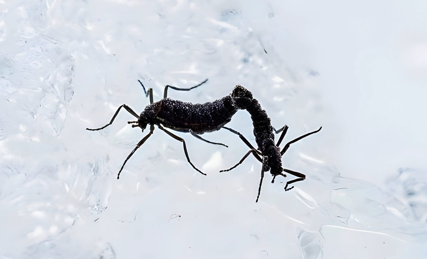 How Antarctica's only native insect defies the cold