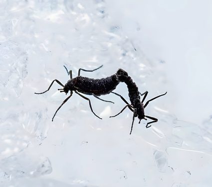 2025/02/Antarctica-insect.jpg
