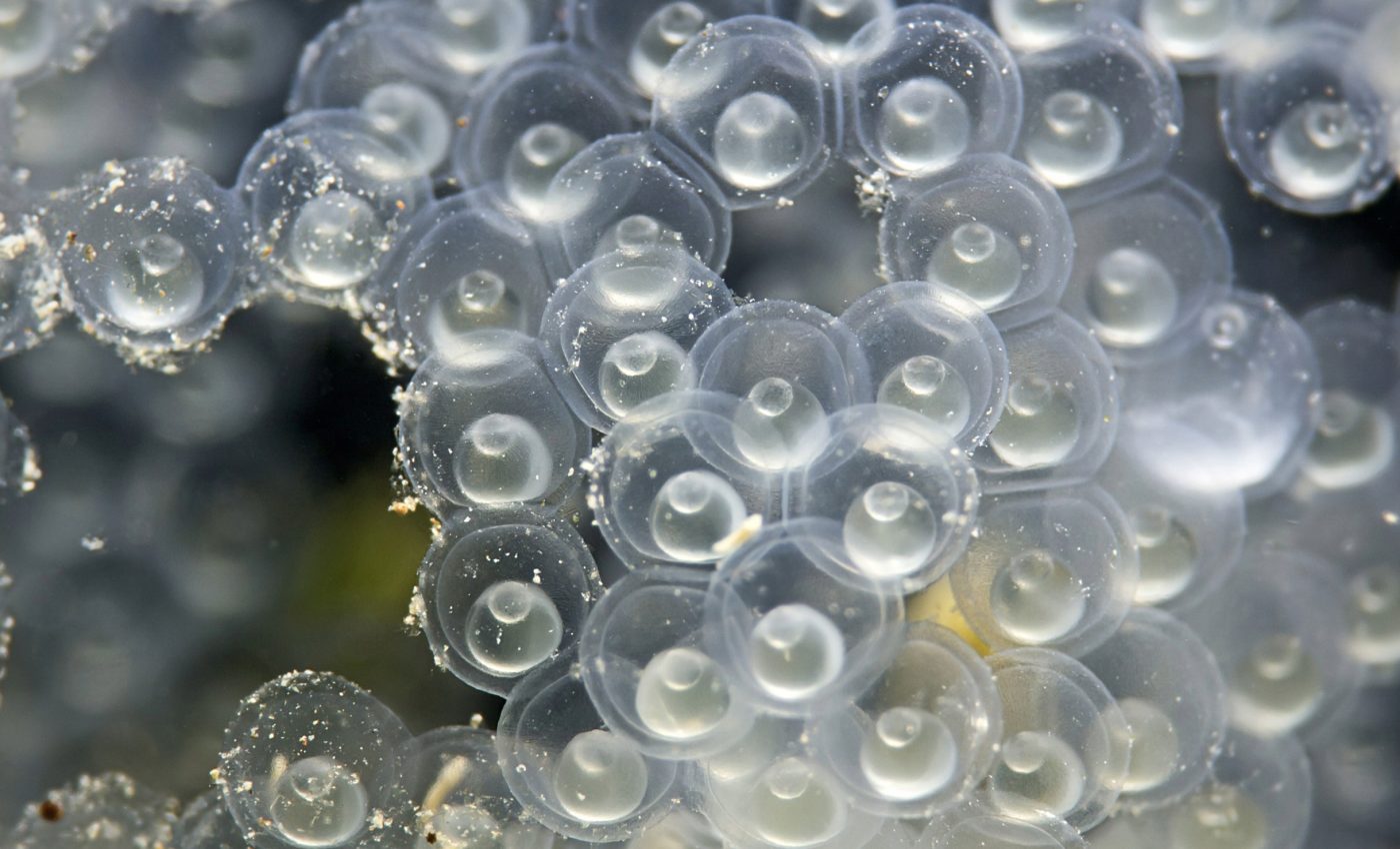 'Master switch' controls the timing of fish egg hatching