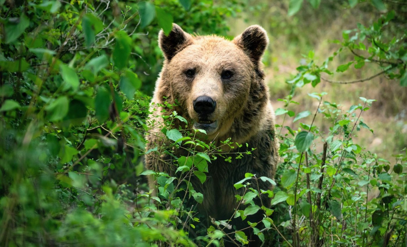 Endangered brown bears have a genetic 'weak spot'