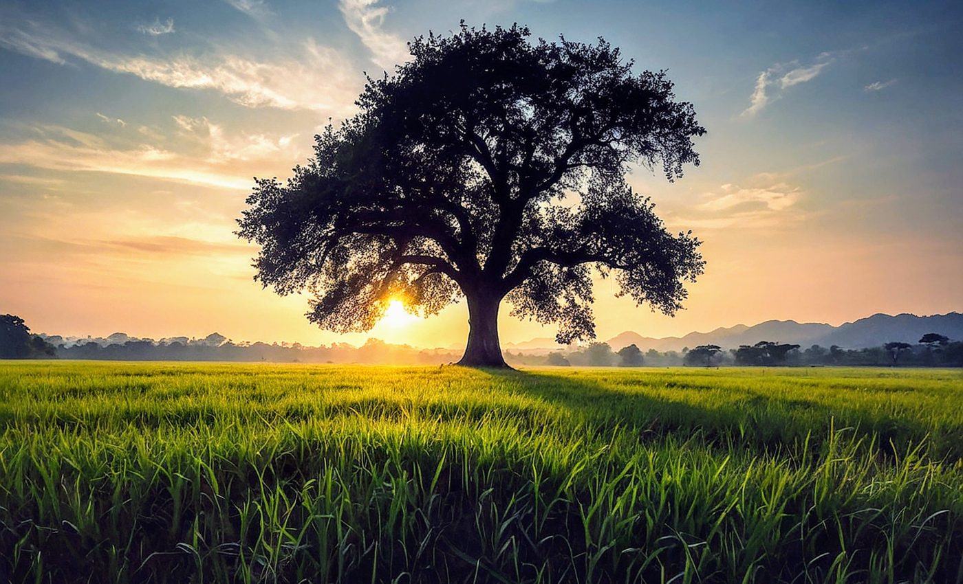 Trees are losing the battle against climate change