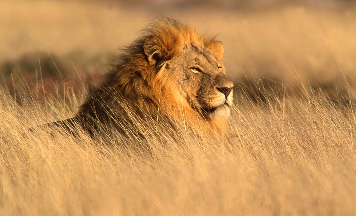 Restored grasslands bring more peace to Africa 