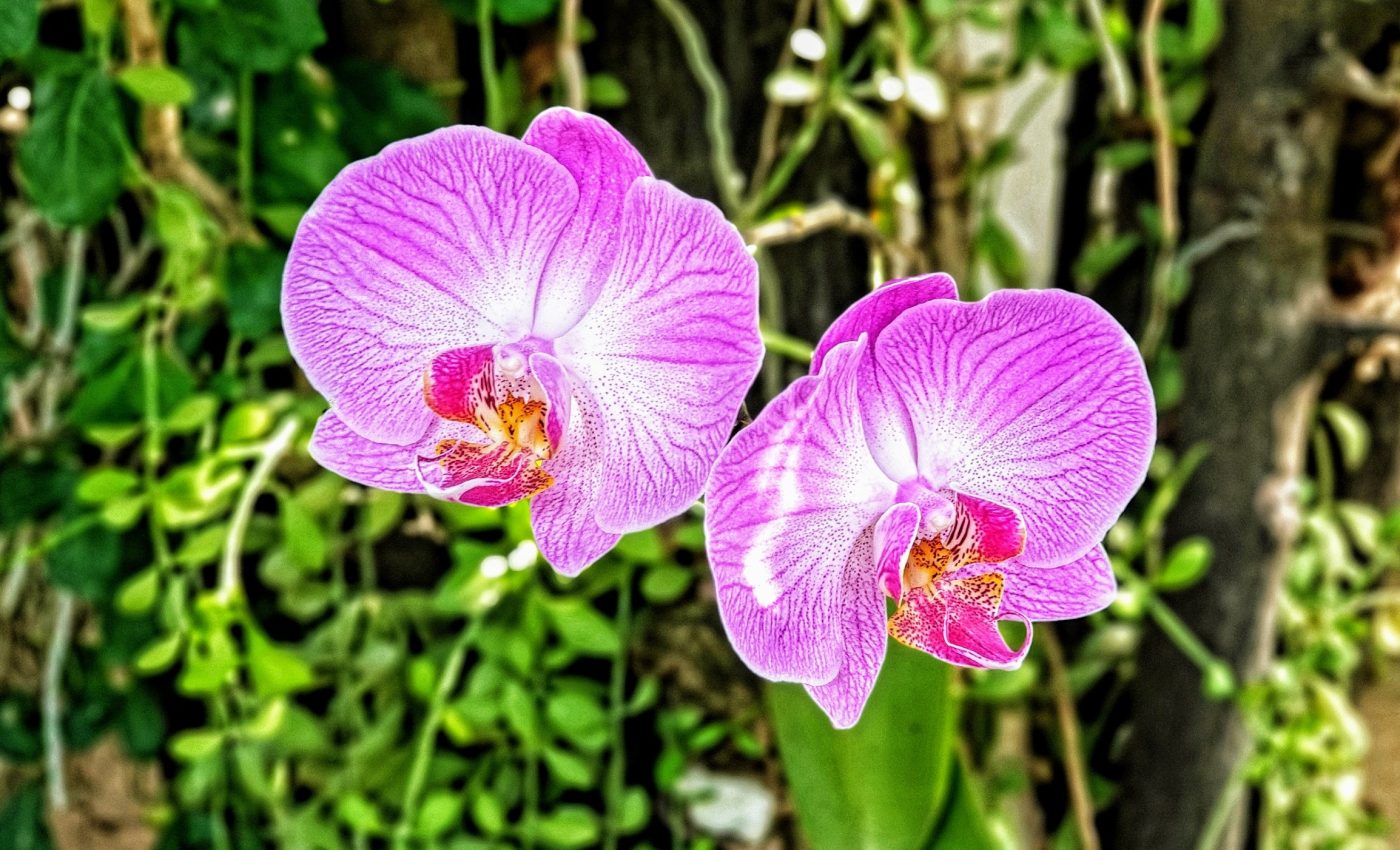 Some orchids turn parasitic when conditions allow