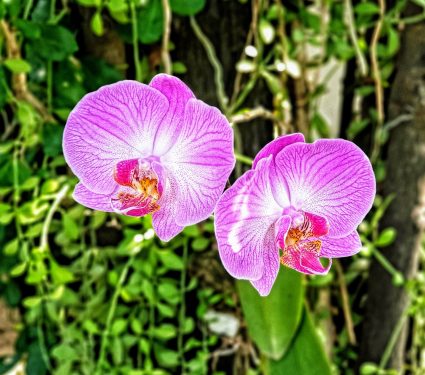 2025/02/Orchid-fungi.jpg