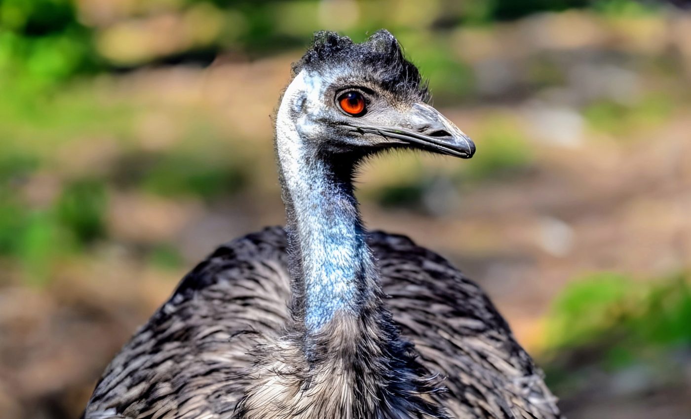 Large flightless birds are more intelligent than we realized