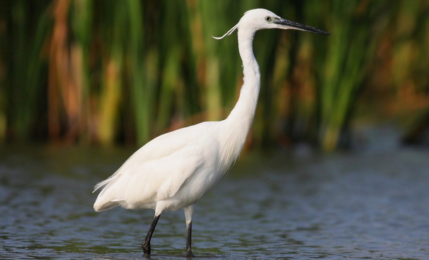 Migratory birds reveal alarming new clues about the spread of PFAS