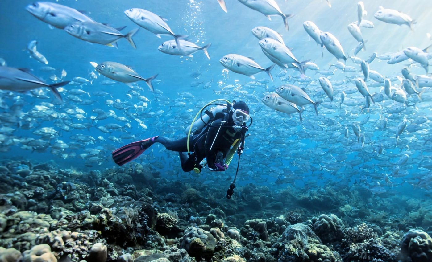 Wild fish and human divers: An unexpected bond