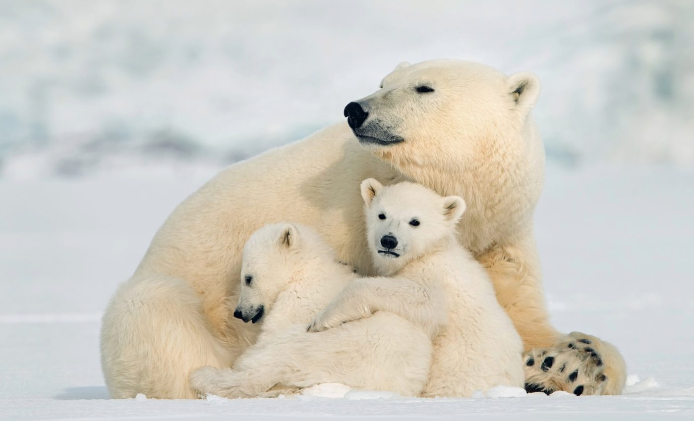 International Polar Bear Day: Keeping moms and cubs safe