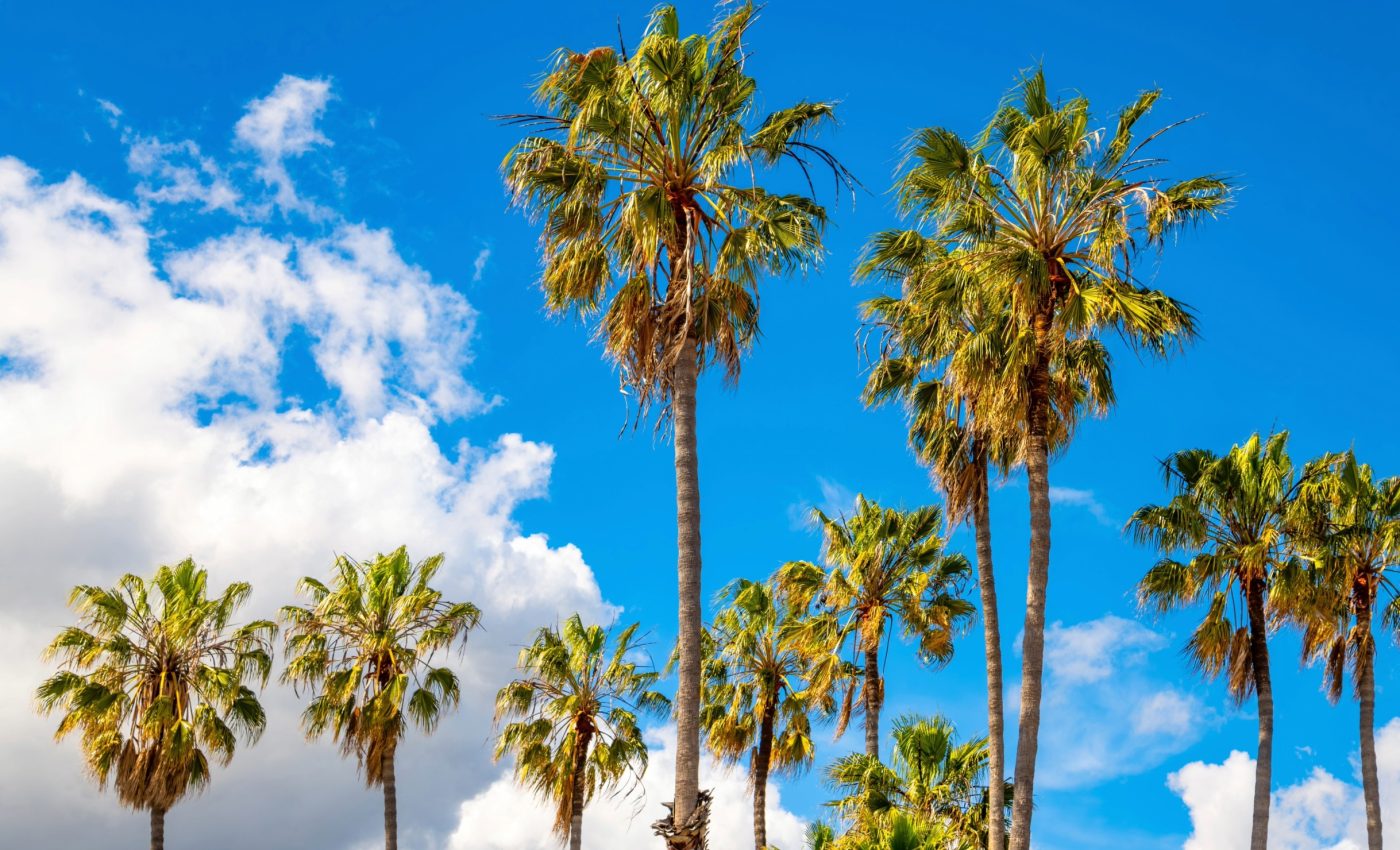 City trees absorb much more carbon than expected