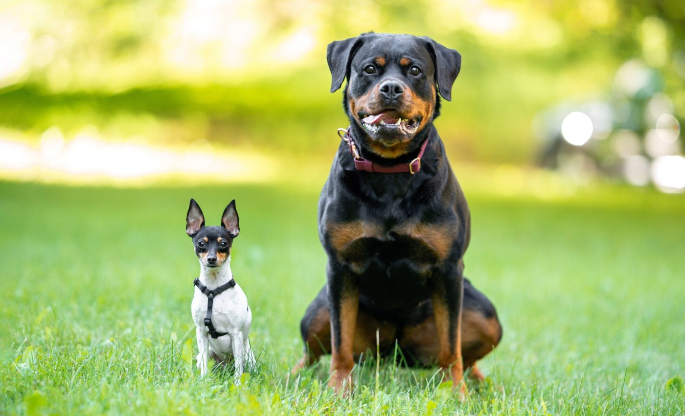 Animal size and cancer risk: Surprising new details have emerged