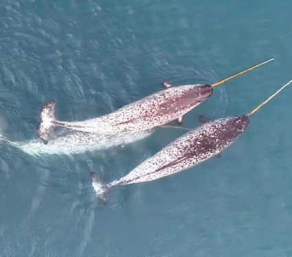 2025/03/Narwhals-tusks.jpg