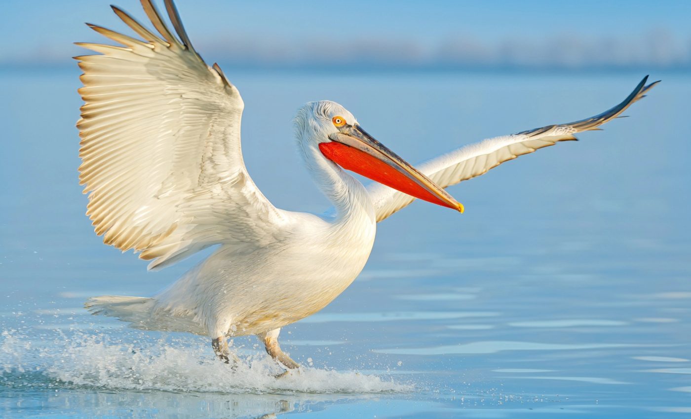 Birds are breathing in plastic - what does that mean for us?