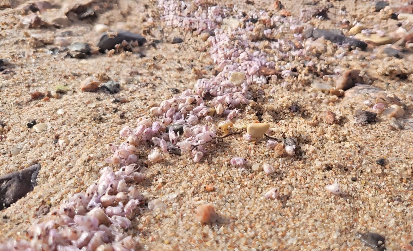 Why the shores of the Red Sea turn pink every year