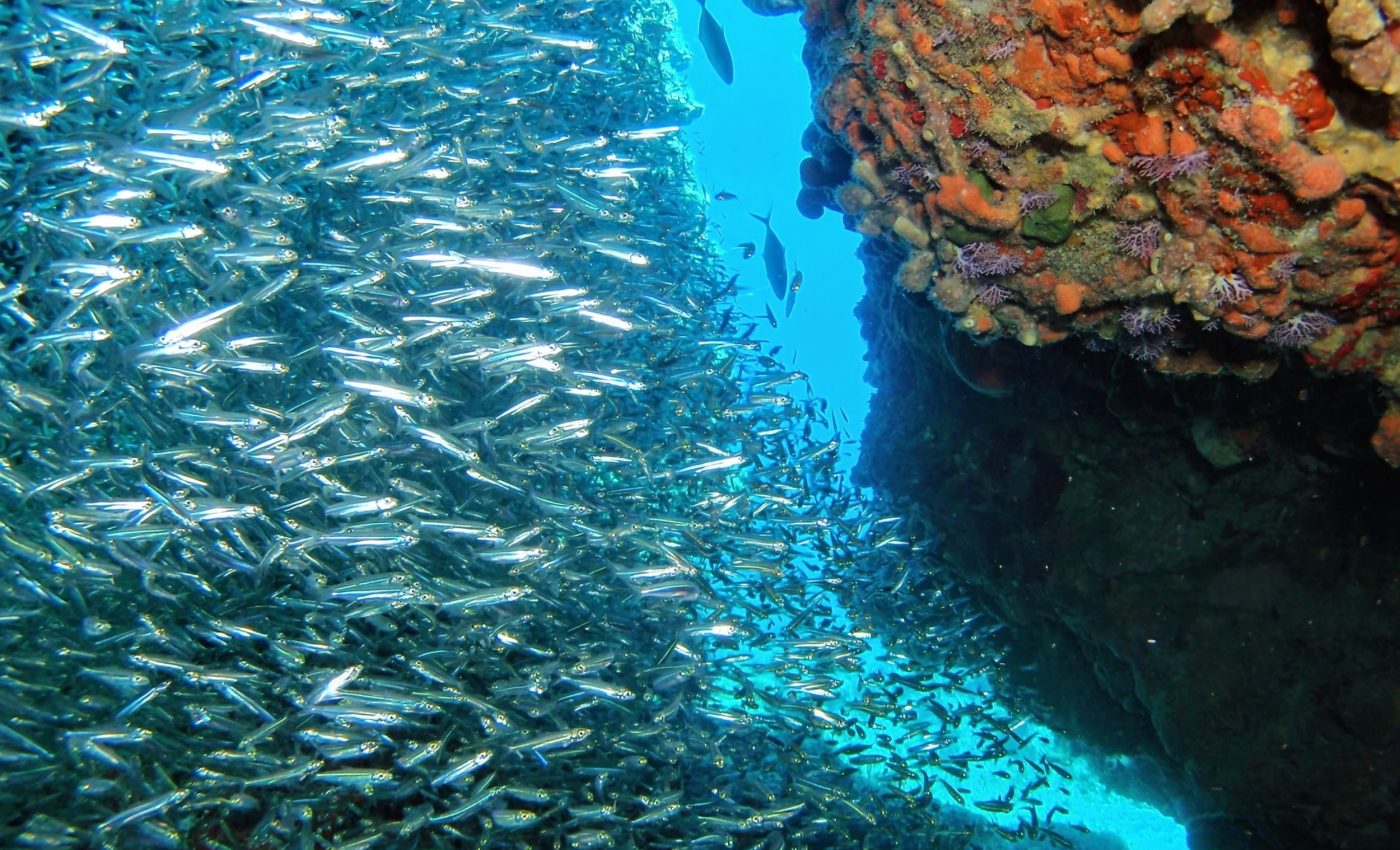 Economically important marine species face high climate risks