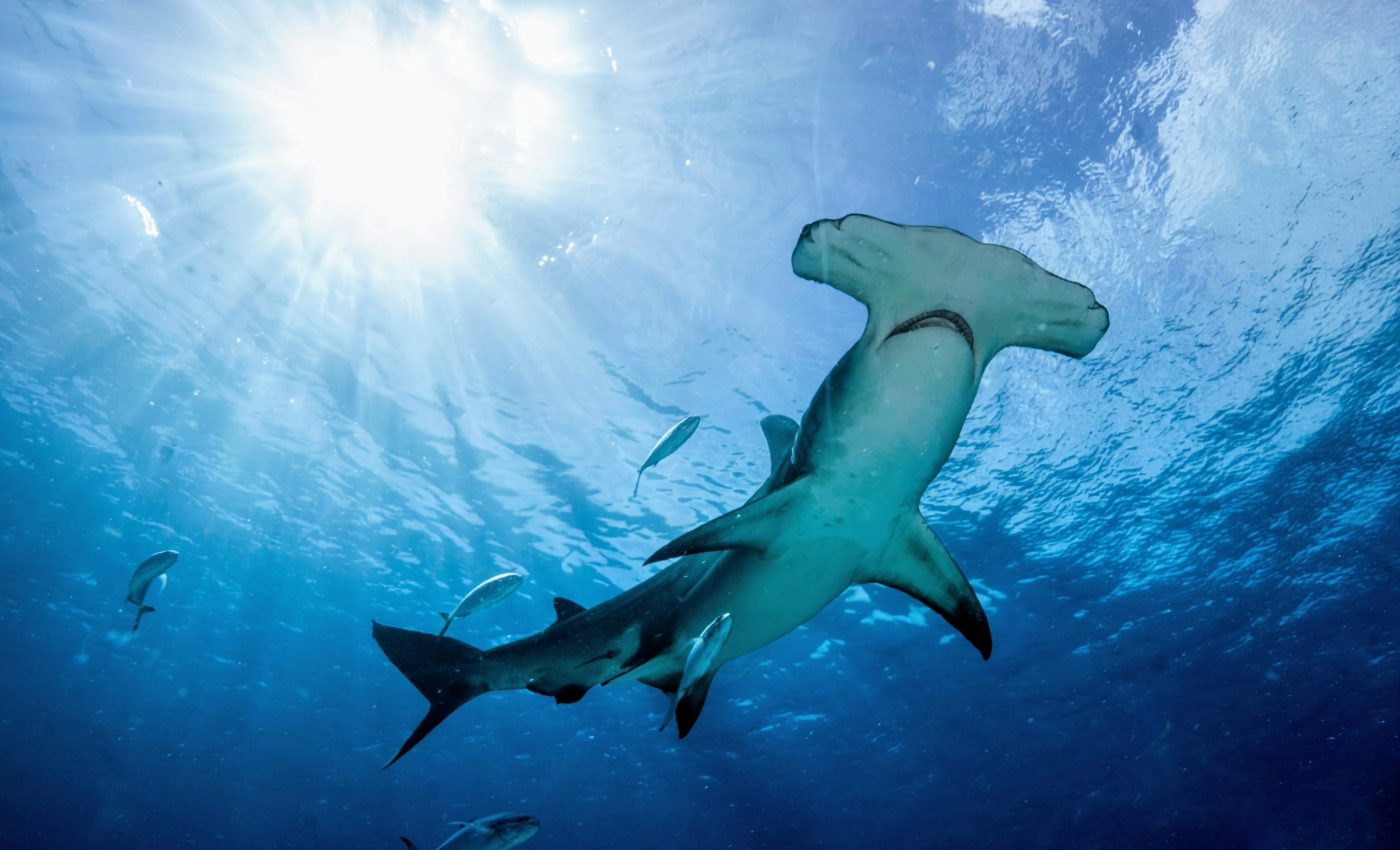 Scientists warn of an alarming rise in marine heatwaves