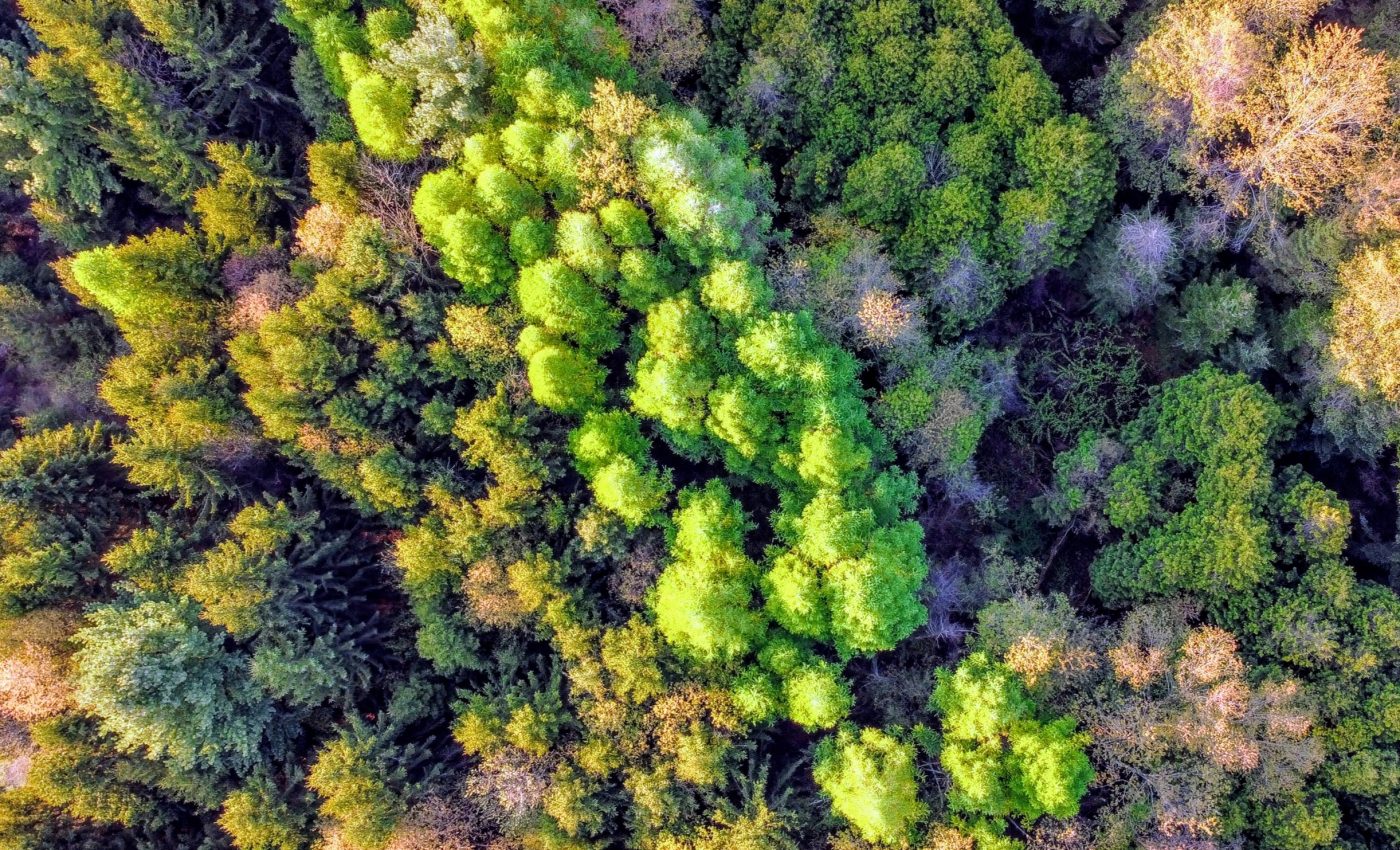 Nature's climate solutions: Mixed forests store more carbon