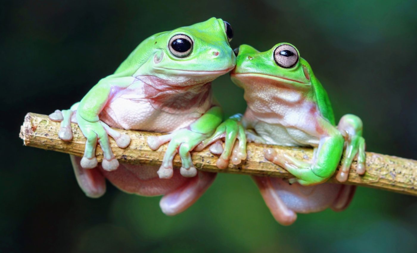 How amphibians survived Earth’s deadliest mass extinction