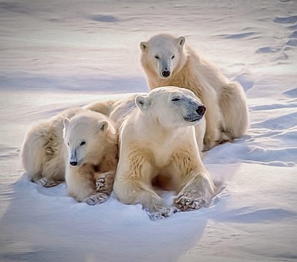 2025/03/Polar-bear-den.jpg