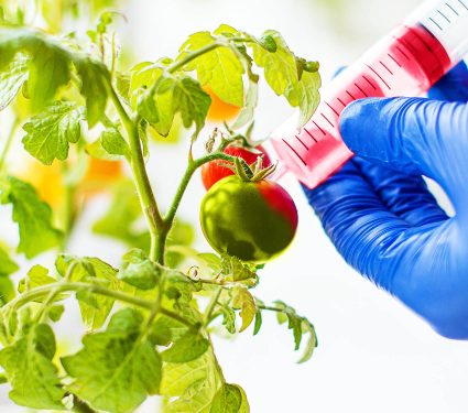 2025/03/gene-modification_tomatoes_eggplants_1m.jpg