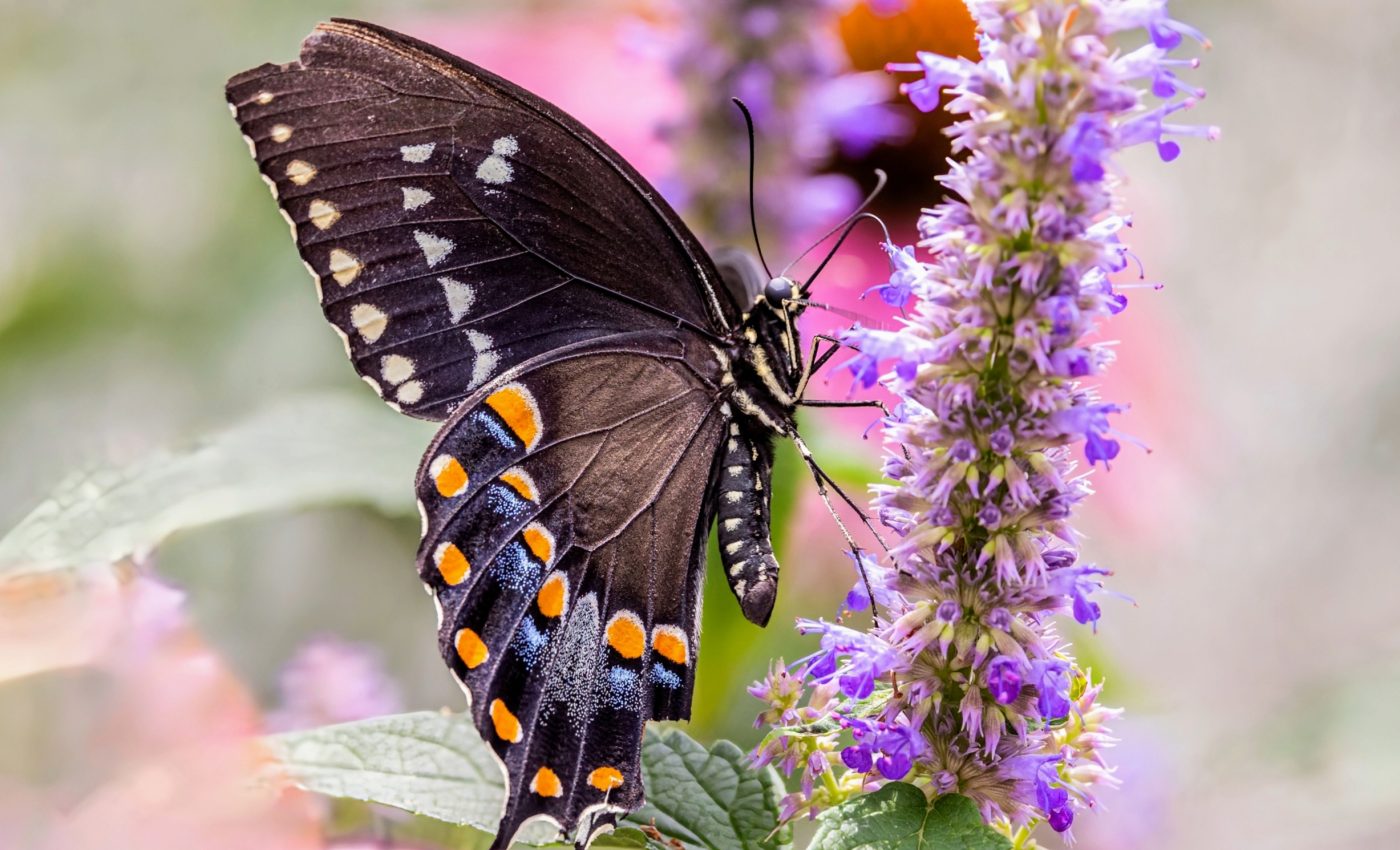 A country without butterflies: Rapid decline in U.S. populations