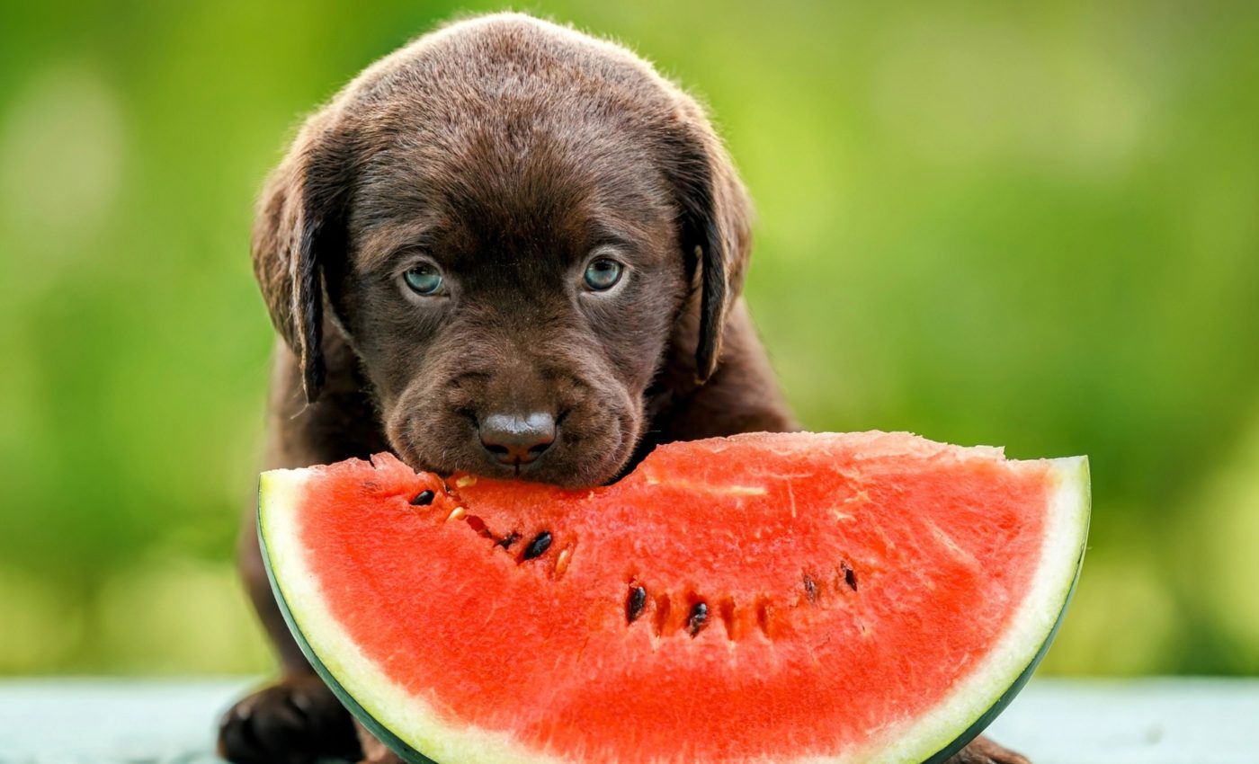 Humans and dogs share genes linked to obesity