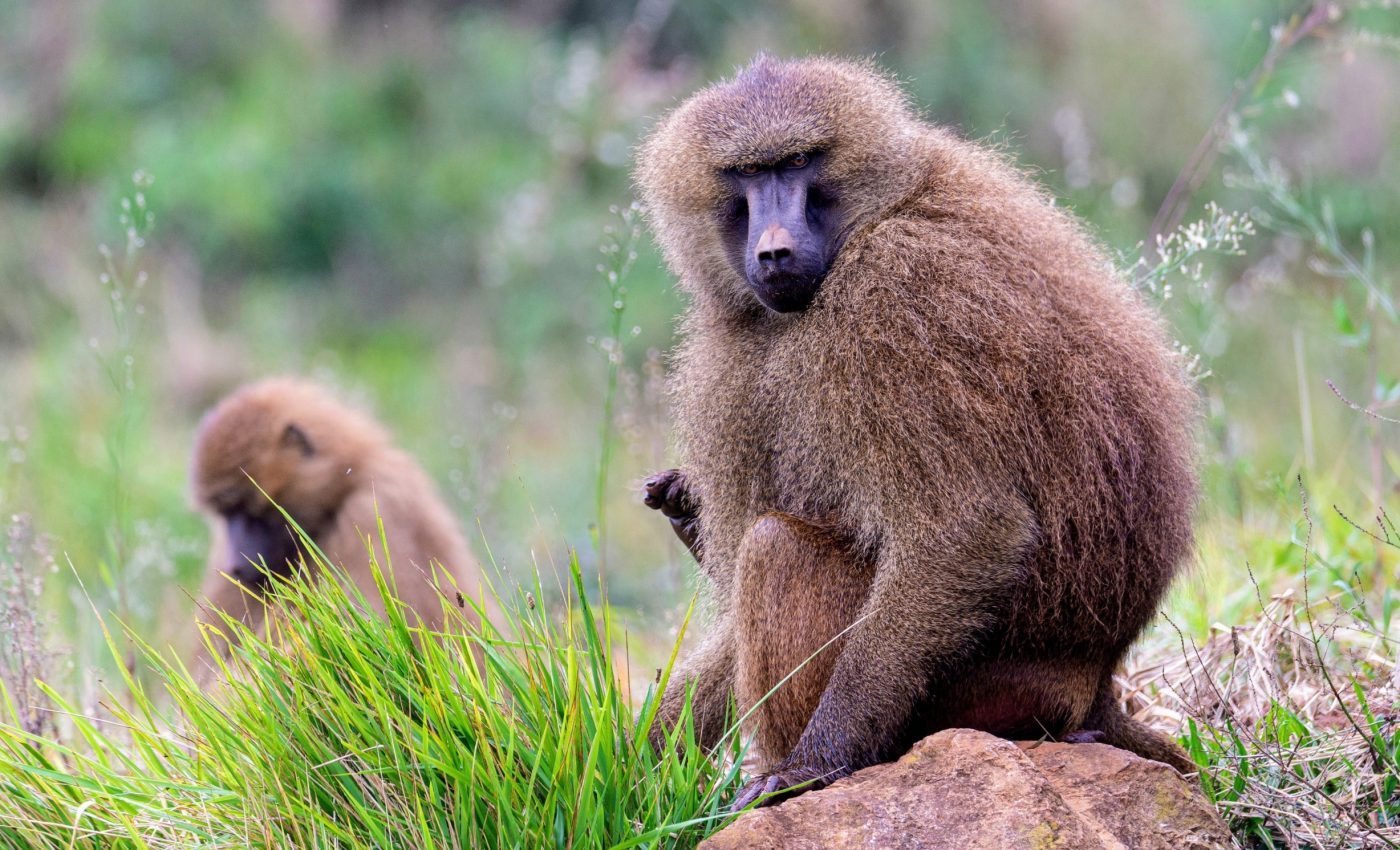 Guinea baboons prefer mates with skills