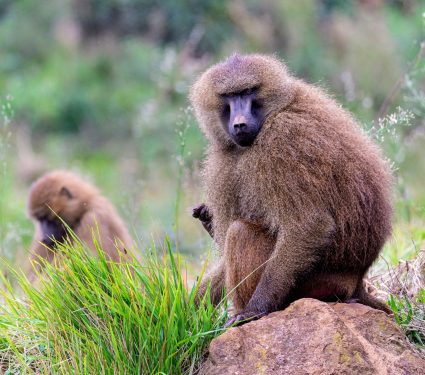 2025/03/Guinea-baboons.jpg
