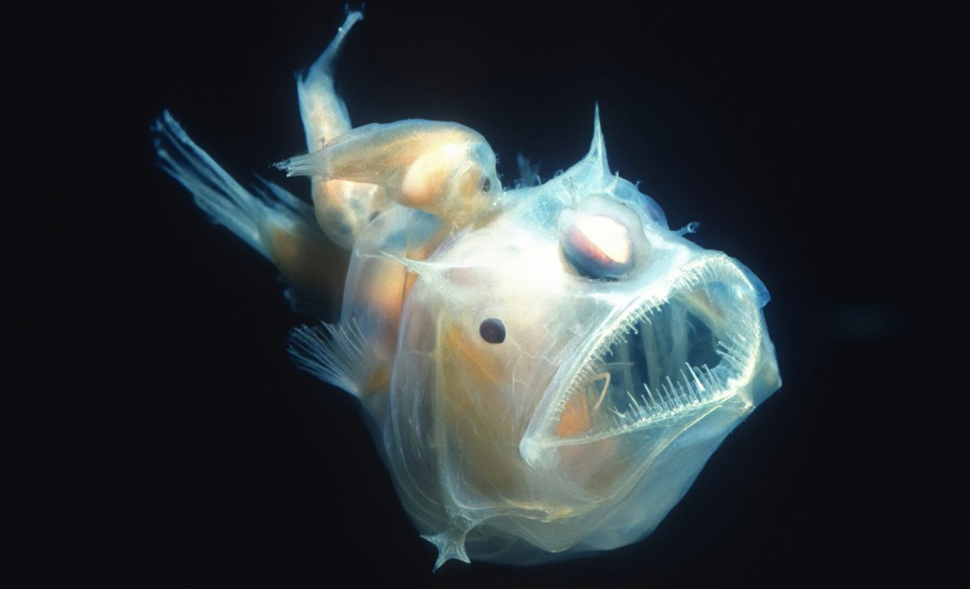 How a dying anglerfish became a global icon on social media