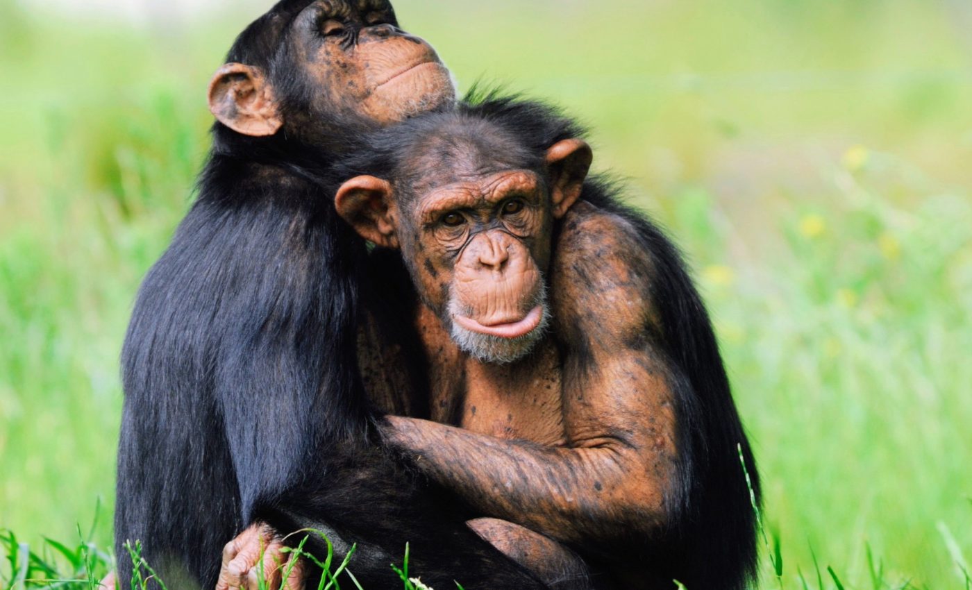What chimp nests can tell us about early independence