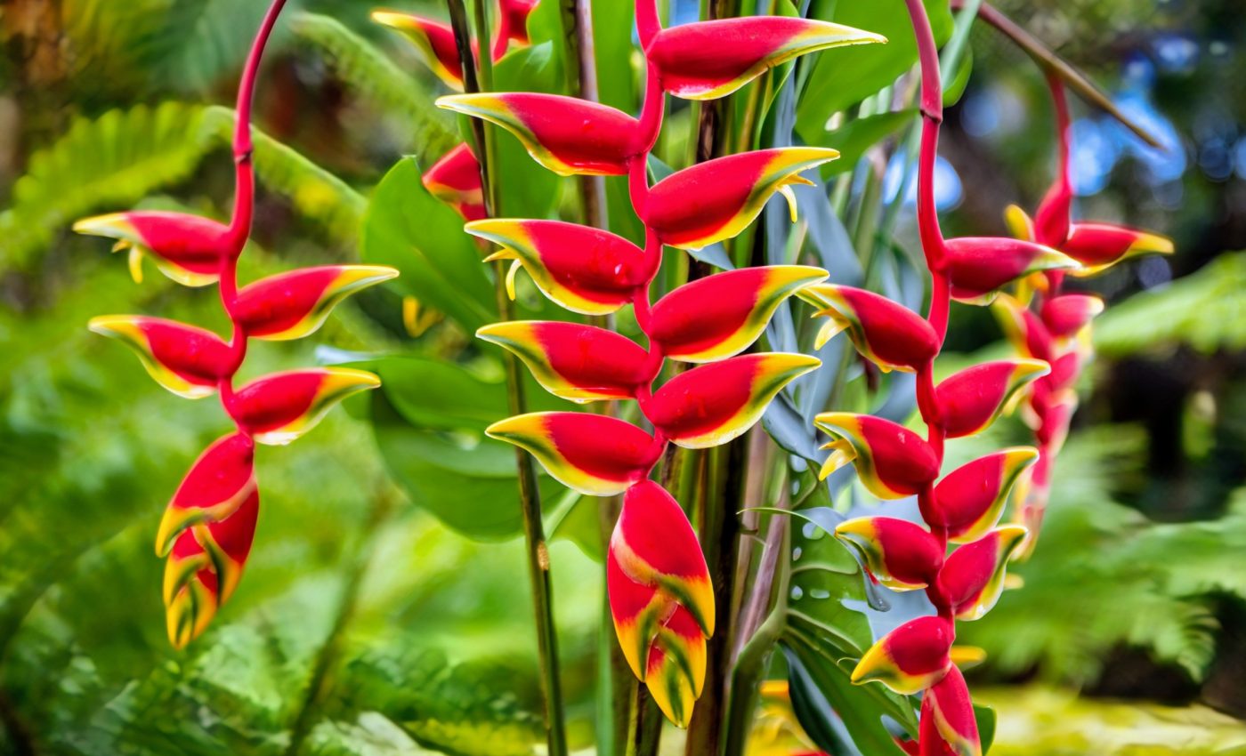 Half of the world's Heliconia species are at risk of extinction
