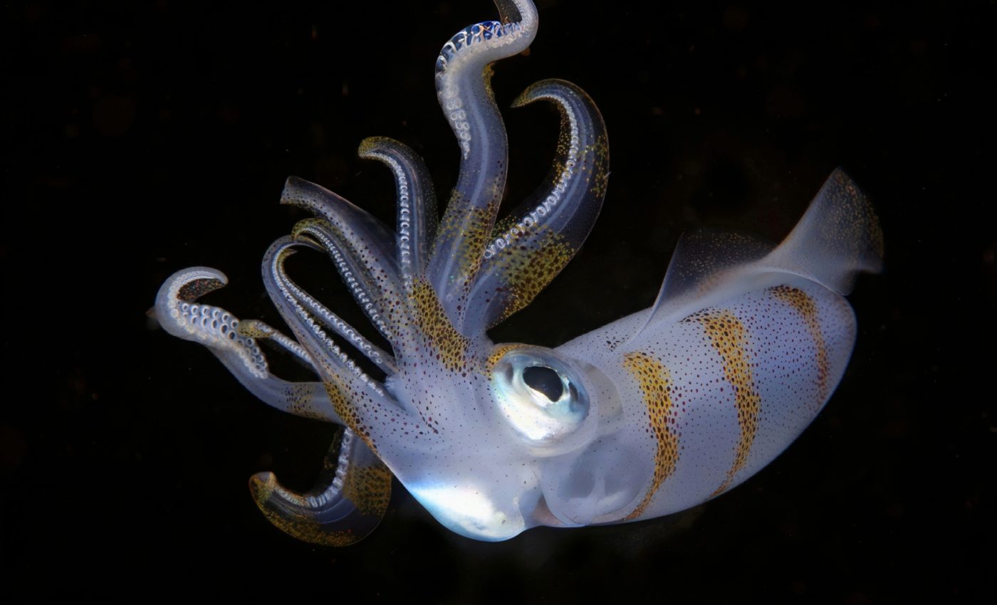 How squid power their amazing camouflage abilities