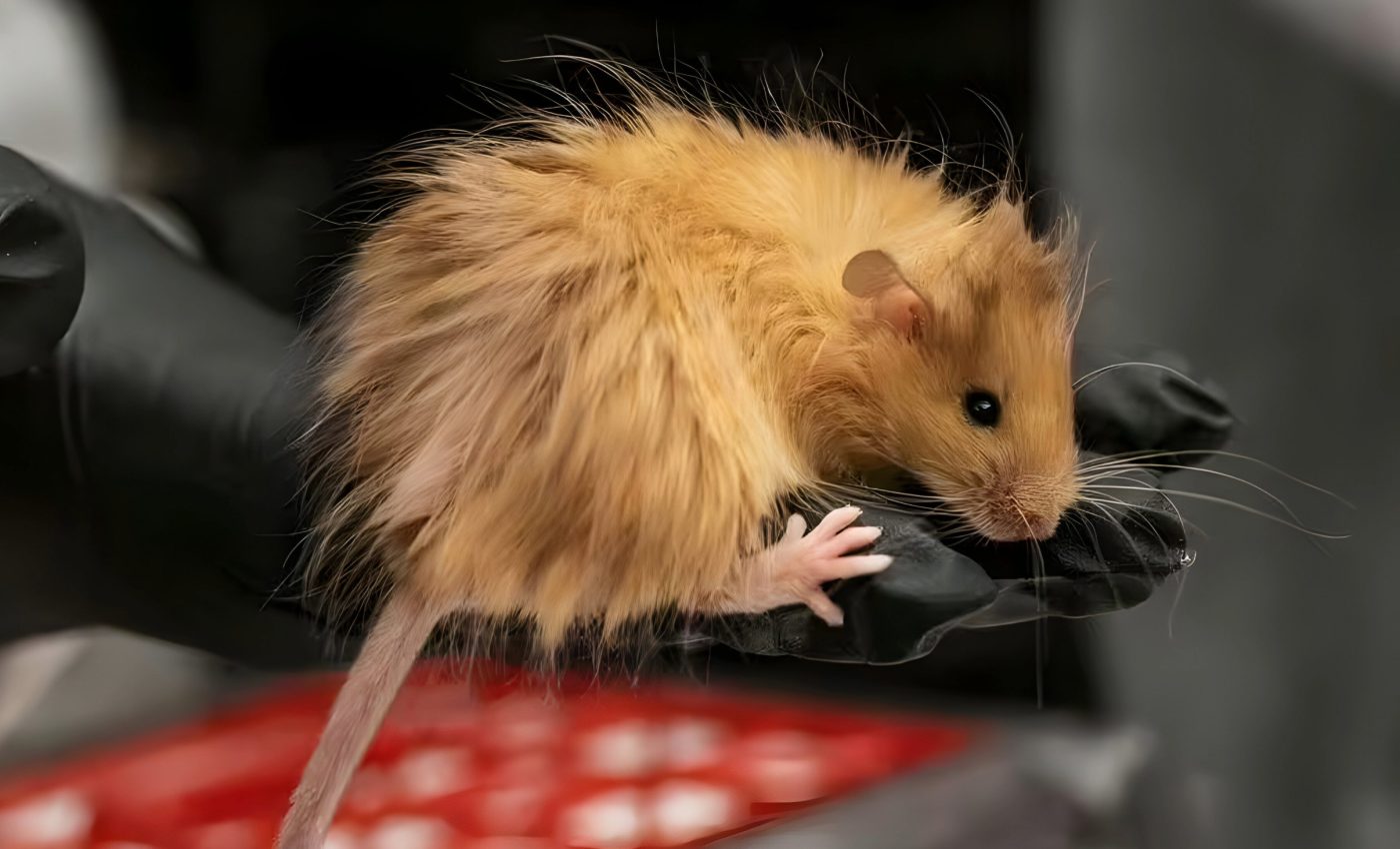 How creating 'woolly mice' in the lab will bring back the woolly mammoth