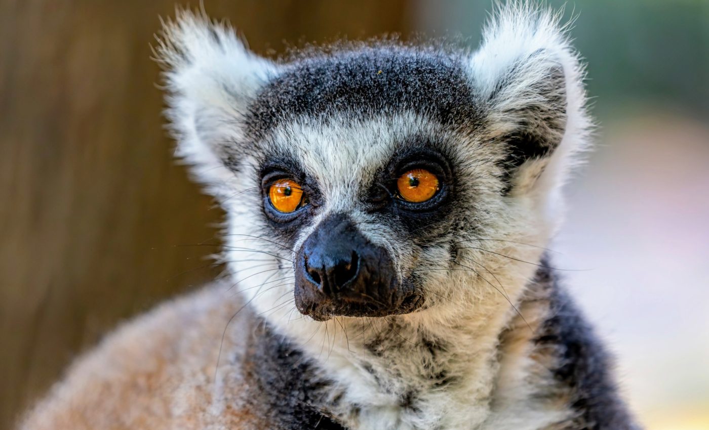 Hibernation allows lemurs to slow down their aging