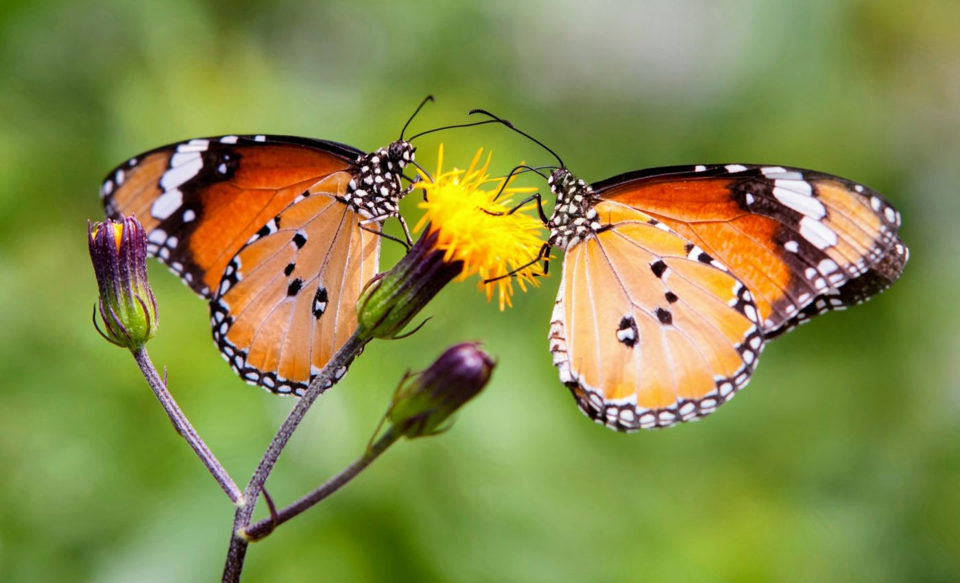 Butterfly mate preferences shift with slight brain changes