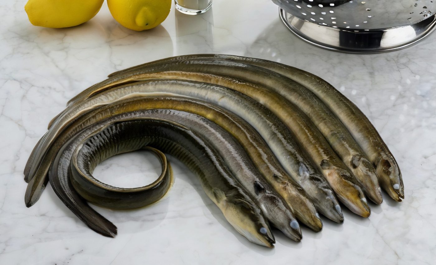 Eel trade is pushing another species to the brink