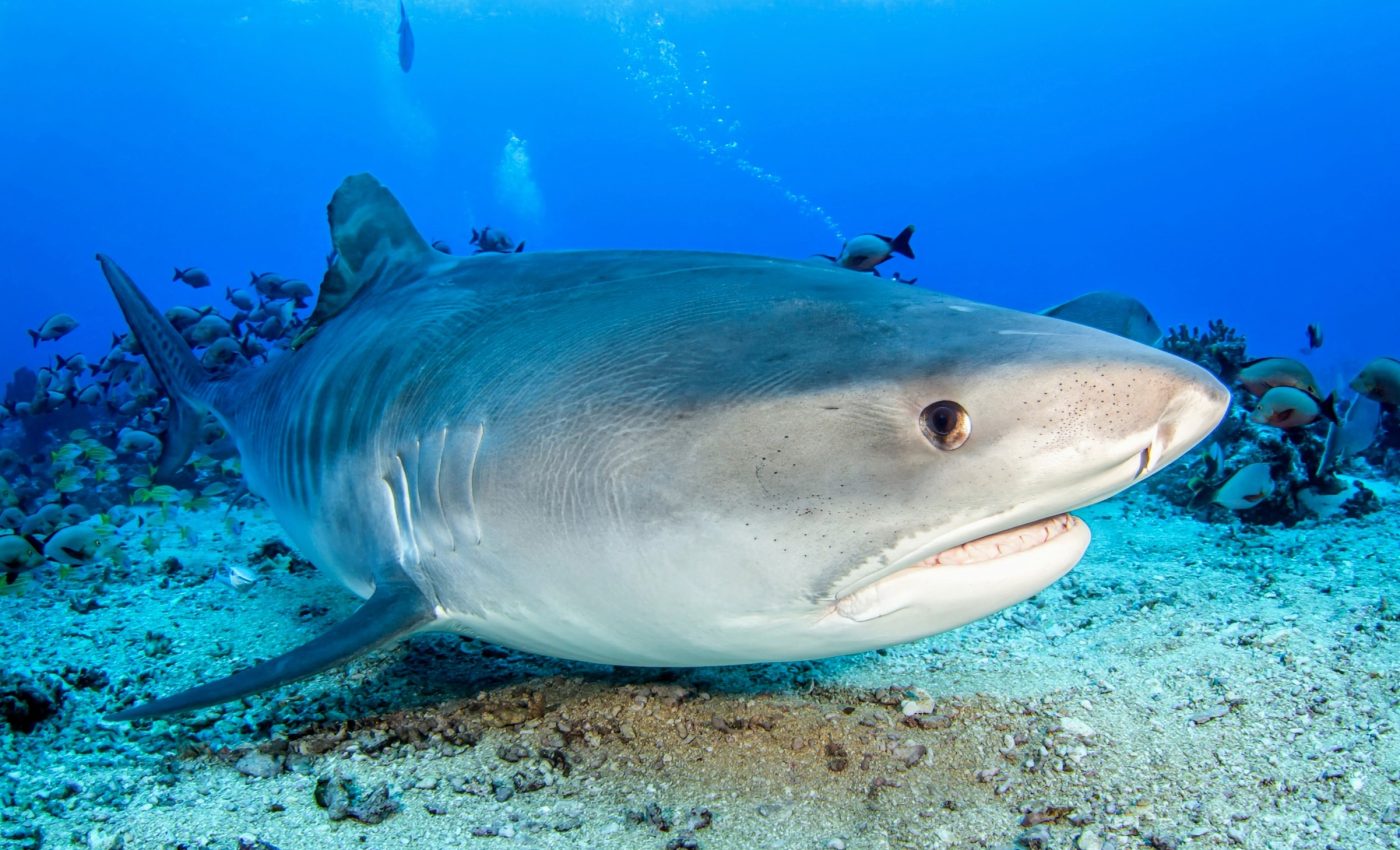 One third of shark species face extinction despite fishing bans