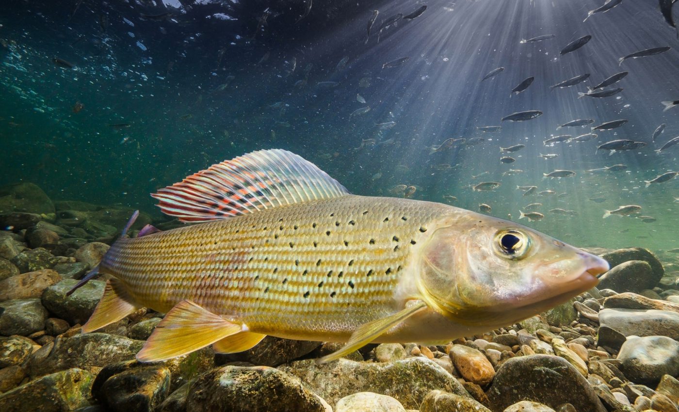 Freshwater is getting saltier - with cascading effects worldwide