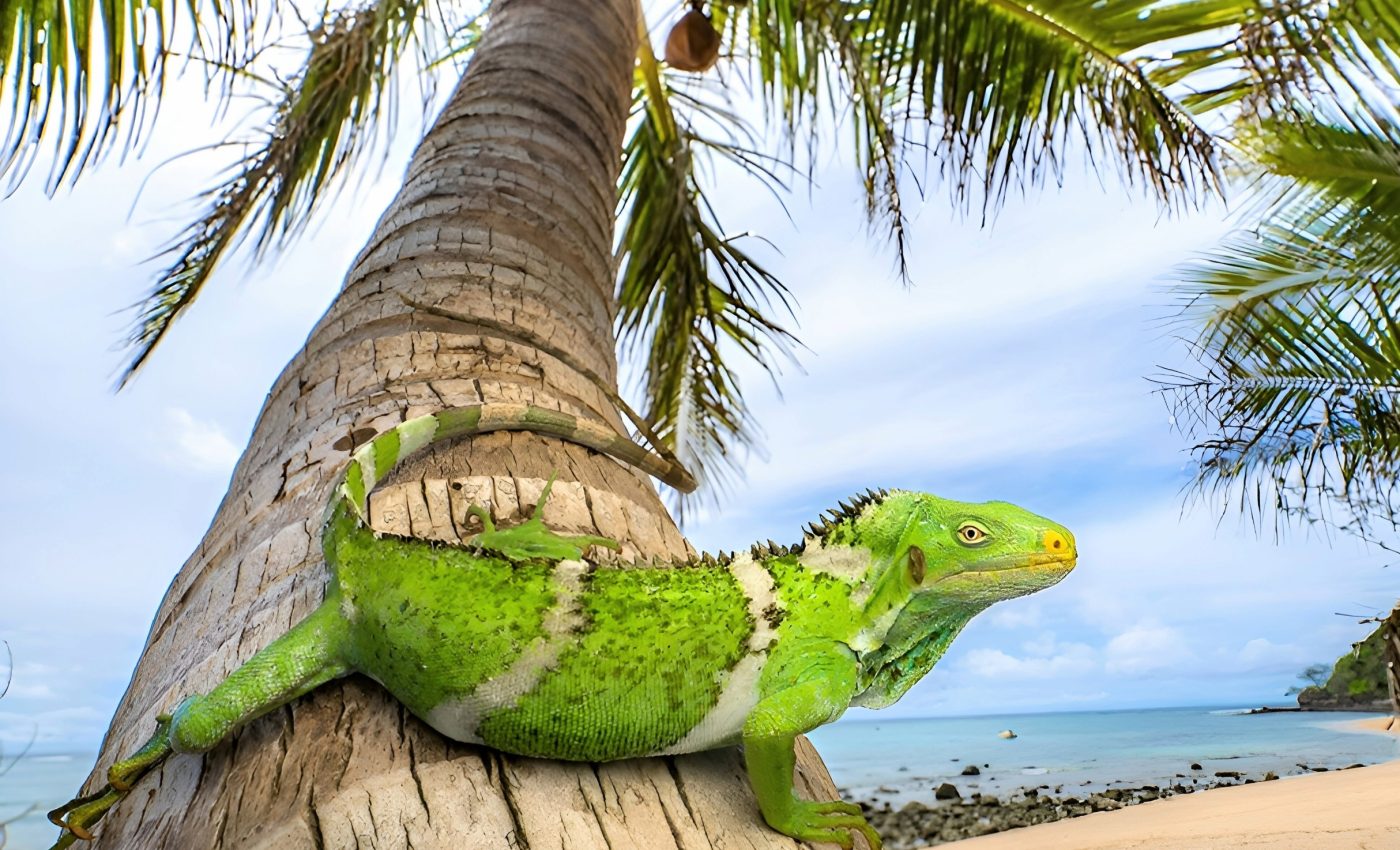 Iguanas traveled 5,000 miles from North America to Fiji
