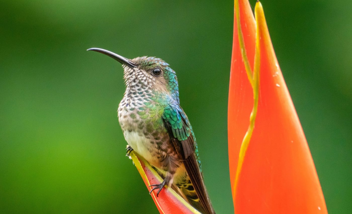 Hummingbird chick mimics a toxic caterpillar to evade predators