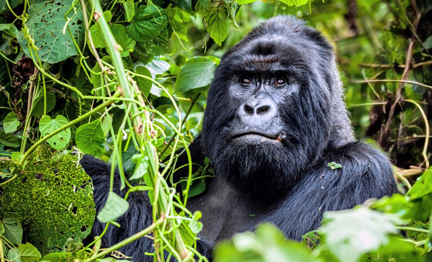Are gorillas self-aware? New research challenges old assumptions
