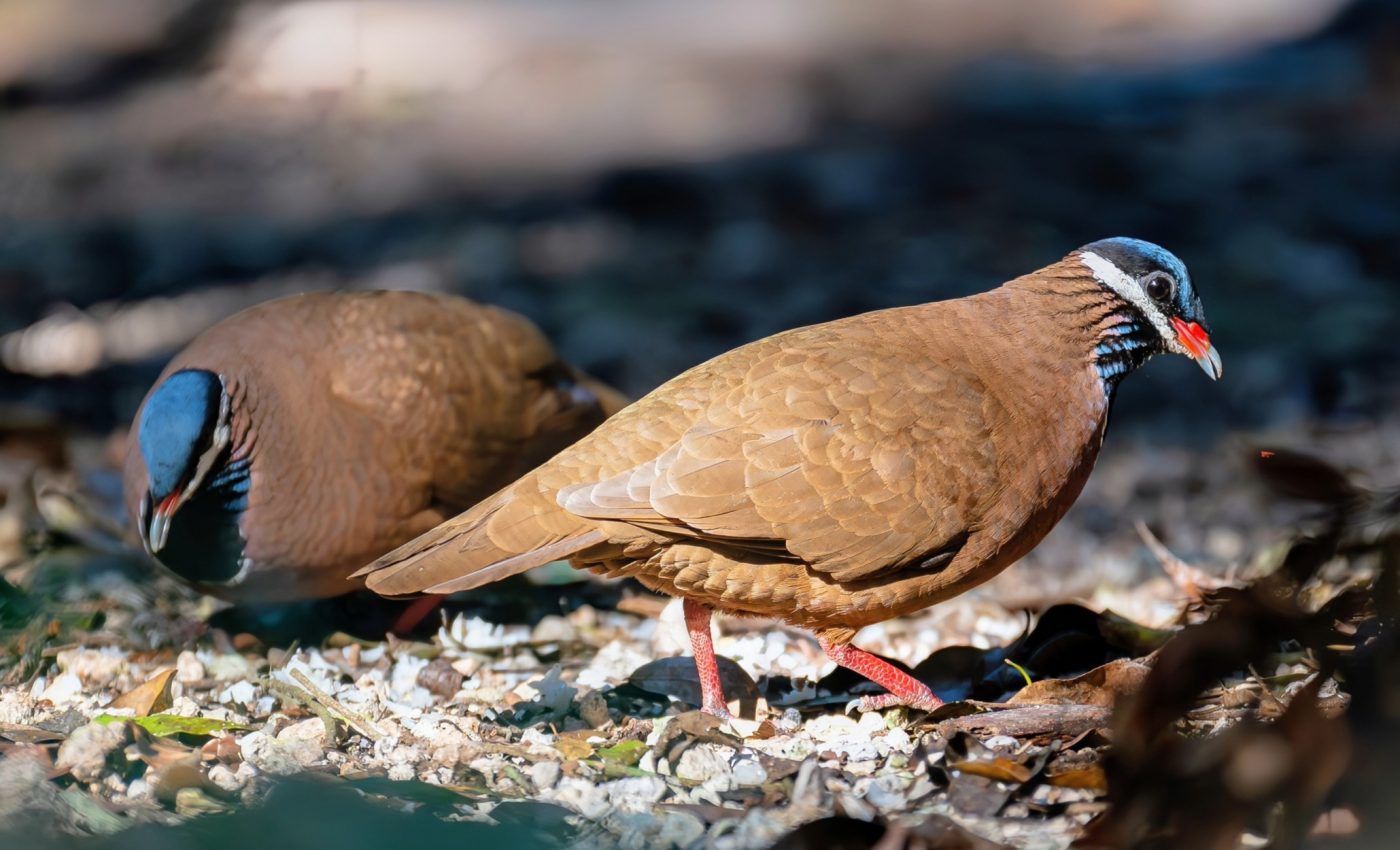 Rare dove is not related to any other birds we know today