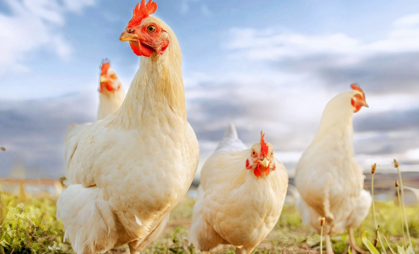 National Poultry Day 2025: Honoring the birds that feed the world